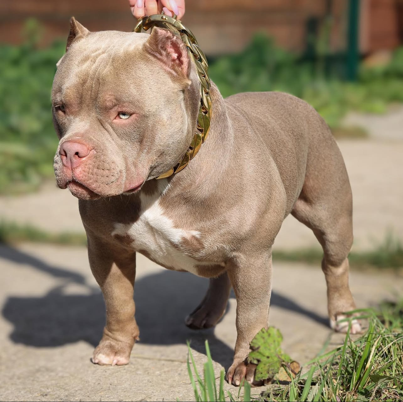 XL American Bully