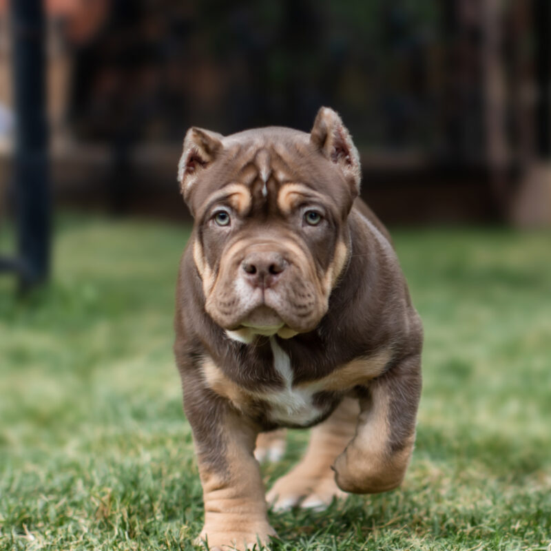 Standard American Bully