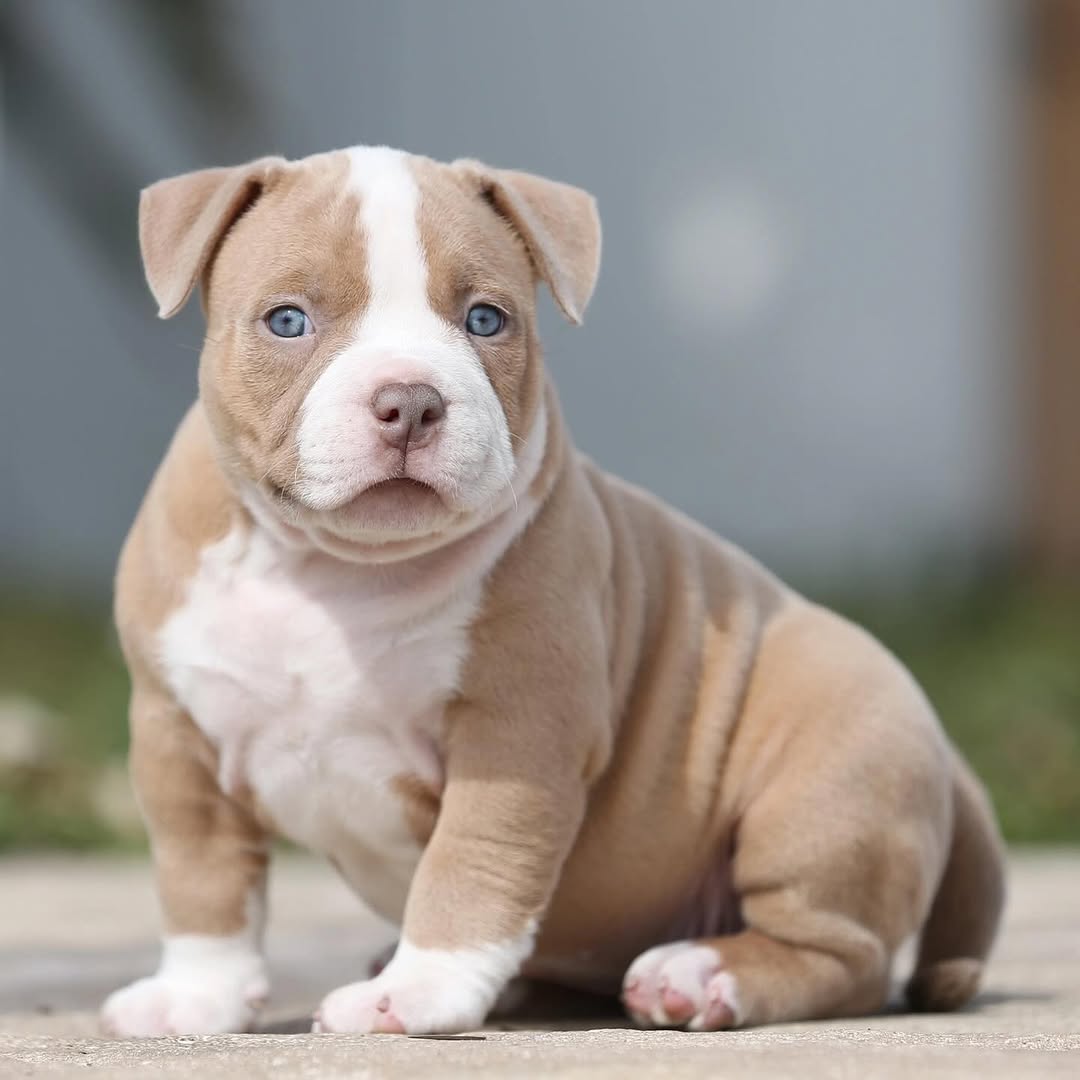 Ellie - Pocket Bully