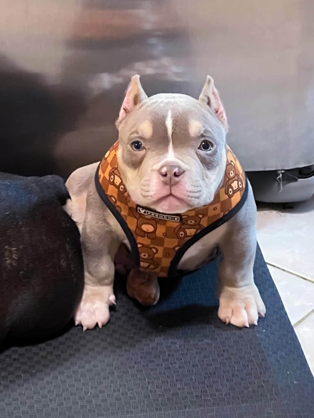 Tracy - Pocket Bully