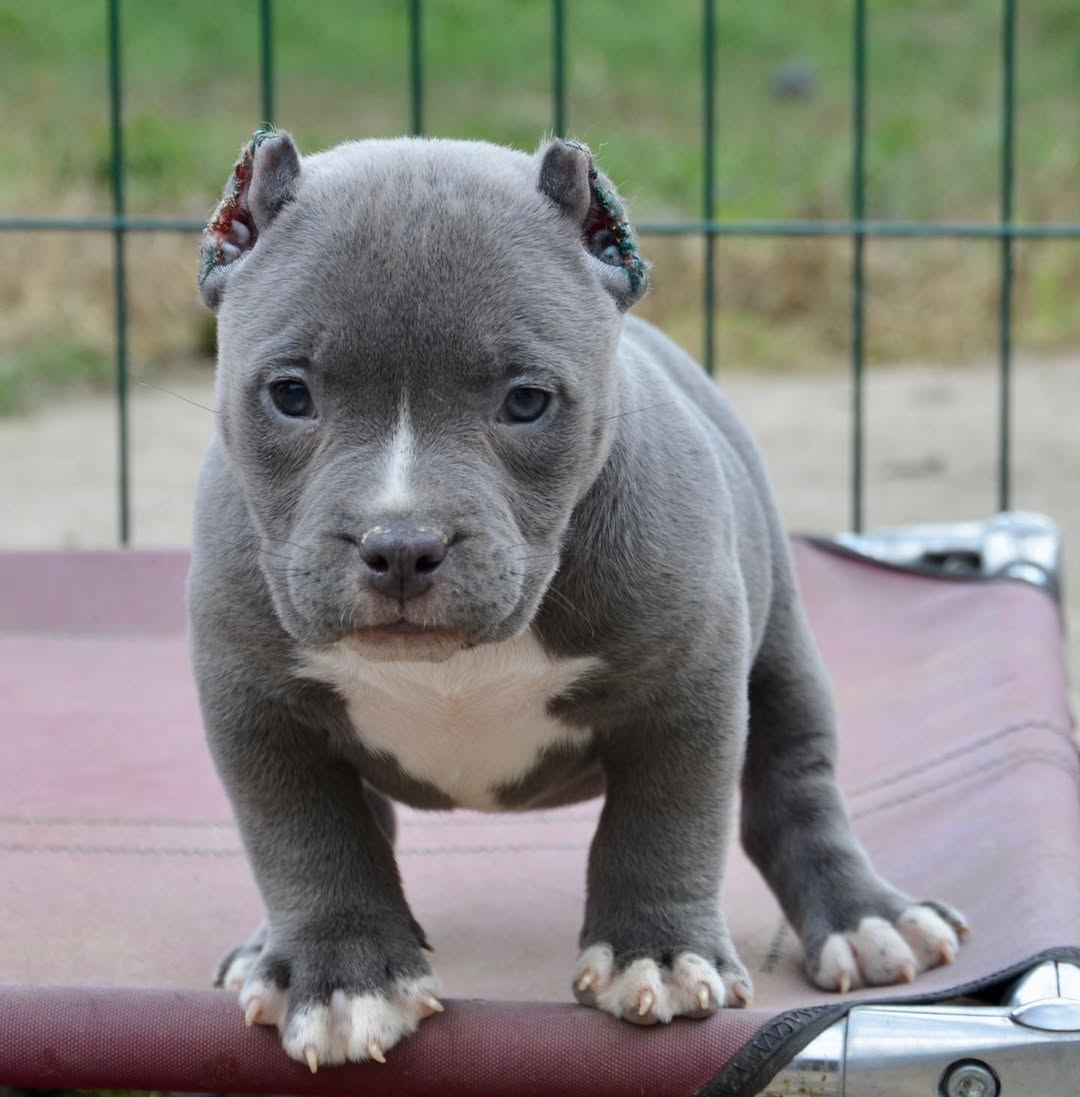 Blu - Pocket Bully