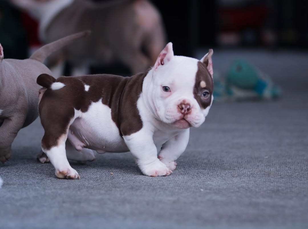 Spike - Pocket Bully