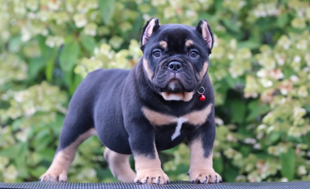 Micro and Pocket Bullies