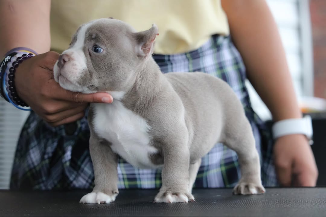 Tyson - Pocket Bully