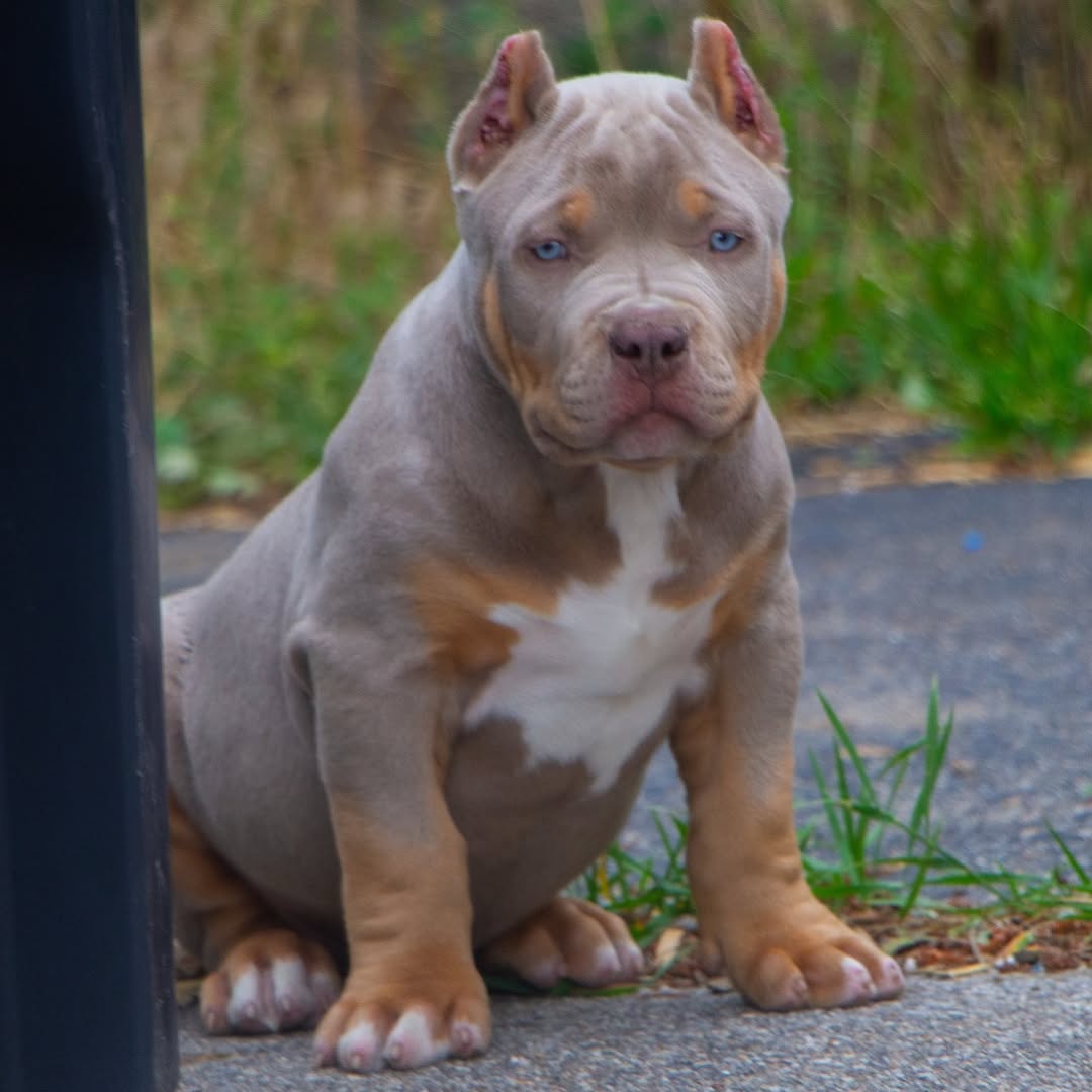 Romeo - XL Bully